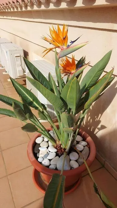 Apartment A2401 Penthouse Torrecilla Beach, La Cala De Nerja Ii, Nerja